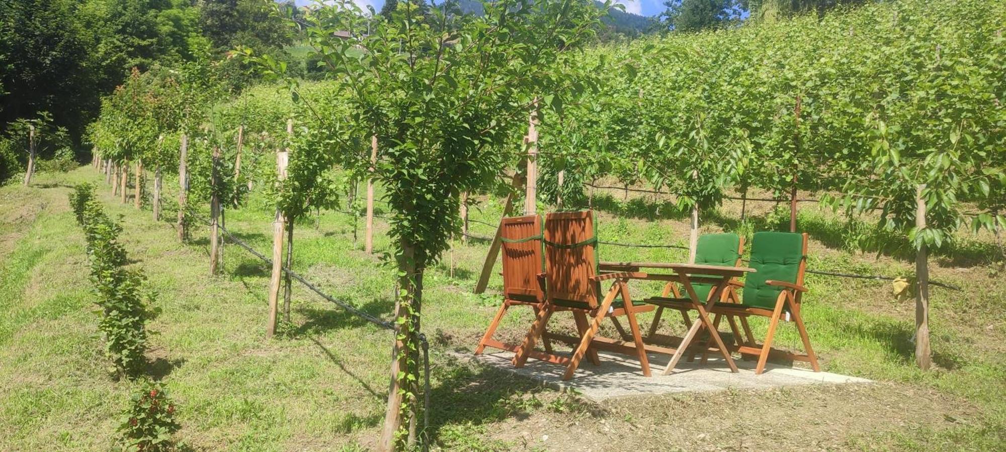 Janas Bolzano Mountain Apartment Tesimo Ngoại thất bức ảnh